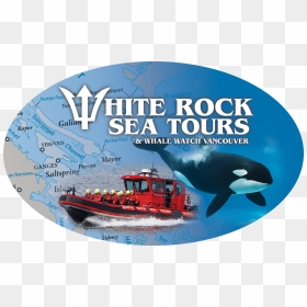 White Rock Sea Tours And Whale Watch Vancouver - Killer Whale, HD Png Download - killer whale png