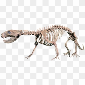 Hell Creek Formation Mammal, HD Png Download - dinosaur bones png