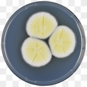Aspergillus Pseudoterreus Cya - Boiled Egg, HD Png Download - egg yolk png