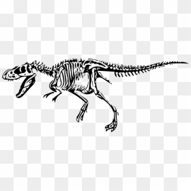 Tyrannosaurus, HD Png Download - dinosaur bones png