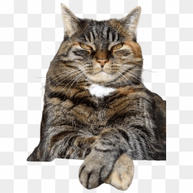 If Your Cat Could Text Meme, HD Png Download - cute animals png