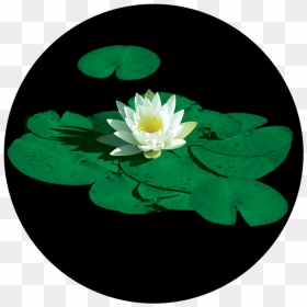 Transparent Lily Pad Clipart - Lily Pad Flower, HD Png Download - lilly pad png