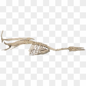 Skeleton, HD Png Download - dinosaur bones png