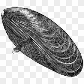 Download Mussel Png Free Download - Mussel Clipart Black And White, Transparent Png - zeppelin png