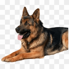 German Shepherd Dog, HD Png Download - cute animals png