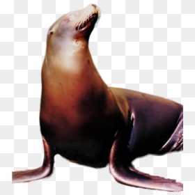 Hungry Shark Fanon Wiki - California Sea Lion, HD Png Download - sea lion png