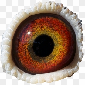 Thumb Image - Monster Eye Transparent, HD Png Download - brown eyes png