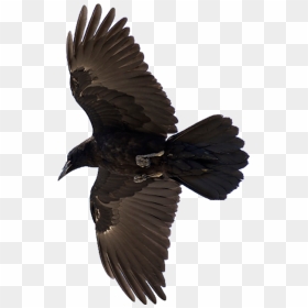 American Crow Common Raven Bird Flight, HD Png Download - flying crow png