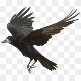 Rook Common Raven Bird Carrion Crow Flight - Transparent Background Crow Png, Png Download - flying crow png
