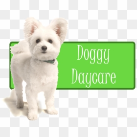 Daycare - Companion Dog, HD Png Download - daycare png