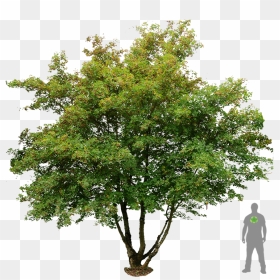 Acer Campestre Png, Transparent Png - trees plan png