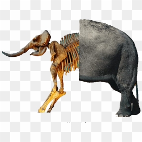 Dinosaur Bones Fossils Png Download Image - Elephant With White Background, Transparent Png - dinosaur bones png