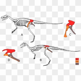 Dinosaur Definition, HD Png Download - dinosaur bones png