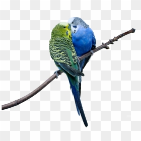 Love Birds Images Png , Png Download - Cute Hd Love Birds, Transparent Png - love birds png