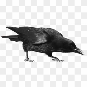 Crow Png, Transparent Png - flying crow png