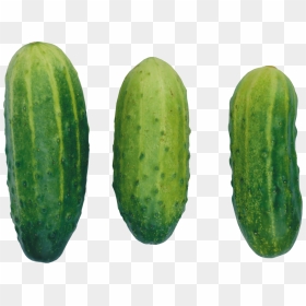 Cucumber Png Image - Cucumber, Transparent Png - cucumber slice png