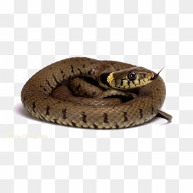 Diamondback Snake Png Picture - Snakes On White Background, Transparent Png - snake.png