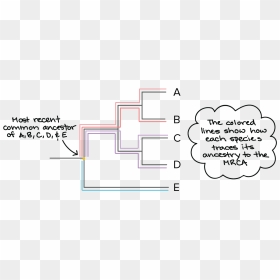 Phylogenetic Tree Root, HD Png Download - tree from above png