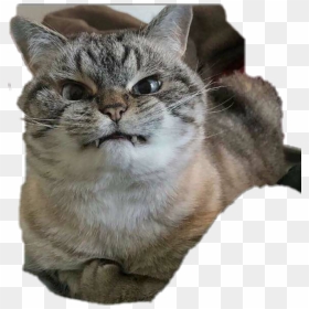 Fun Funny Funnyface Reaction Photo Angry Wtf Nenen - Angry Cat Funny Face, HD Png Download - funny cat png