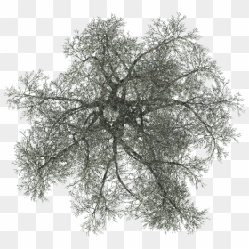 Tree On Top Png Black, Transparent Png - trees plan png