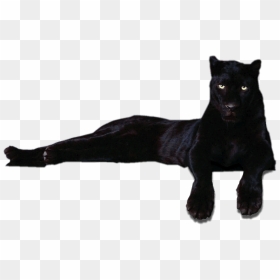 Panthera Dog Breed - Png Пантера, Transparent Png - black jaguar png