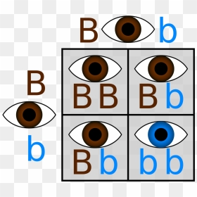 Punnett Square Eye Color Brown And Blue, HD Png Download - brown eyes png