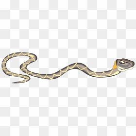 Transparent Slither Clipart - Colored Snake Skull Tattoo, HD Png ...