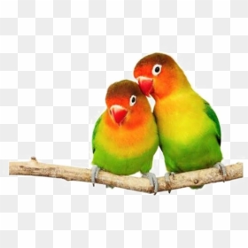Love Birds Png Transparent Images - Love Birds In Png, Png Download - love birds png