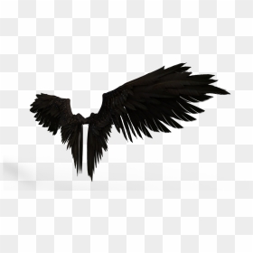 American Crow, HD Png Download - flying crow png