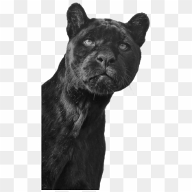 Black Jaguar Png, Transparent Png - black jaguar png