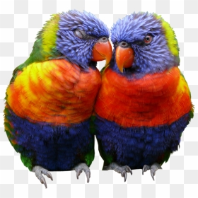 Download Of Images Of Parrot, HD Png Download - love birds png