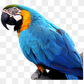 Macaw On Branch - Exotic Pet Birds, HD Png Download - macaw png