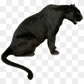 Leopard Tiger Jaguar Black Panther Lion - Transparent Black Jaguar Png, Png Download - black jaguar png