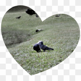 Heart , Png Download - Rock Dove, Transparent Png - love birds png