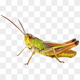 Cricket Insect, HD Png Download - cricket bug png