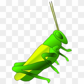Cricket Long Green Free Photo - Grasshopper Clip Art, HD Png Download - cricket bug png