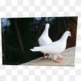Love Birds Images Hd , Png Download - Pigeon Love Birds, Transparent Png - love birds png