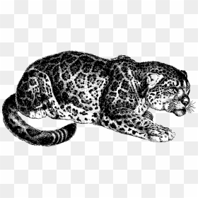 Most Dangerous Game Transparent, HD Png Download - black jaguar png