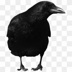 Raven Png - Crow Standing Png, Transparent Png - ravens png