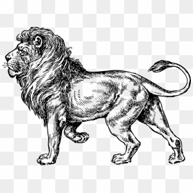 Lion Walking Tattoo, HD Png Download - angry lion png