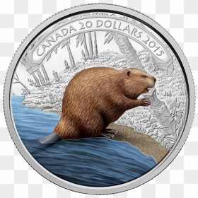 Beaver Canada, HD Png Download - dolar png