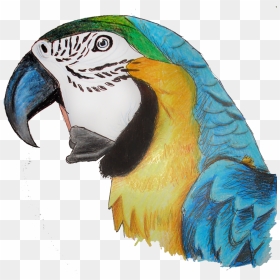 Macaw Parrot Png Pic - Pencil Crayon Parrot, Transparent Png - macaw png