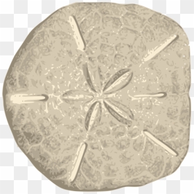 Thumb Image - Sand Dollar Png, Transparent Png - sand dollar png