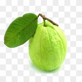 Green Guava Png Transparent Image - Guava Image Of Fruits, Png Download - guava png
