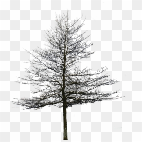 Architectural Trees Png - Pine Tree Without Leaves, Transparent Png - architecture png