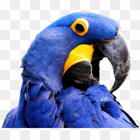 Hyacinth Macaw Wallpaper Full Hd, HD Png Download - macaw png