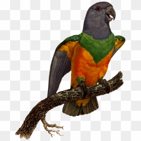 Macaw Blue-winged Parrotlet Eclectus Parrot - Macaw, HD Png Download - macaw png