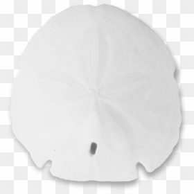 Sand Dollar Png - Sand Dollar, Transparent Png - sand dollar png