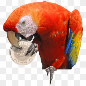 Scarlet Macaw , Png Download - Macaw, Transparent Png - macaw png