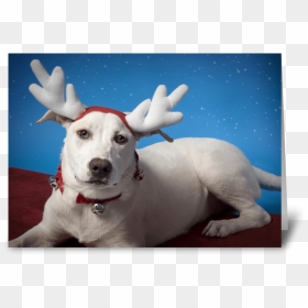 Irritated Dog With Reindeer Ears Greeting Card - Reindeer, HD Png Download - reindeer ears png